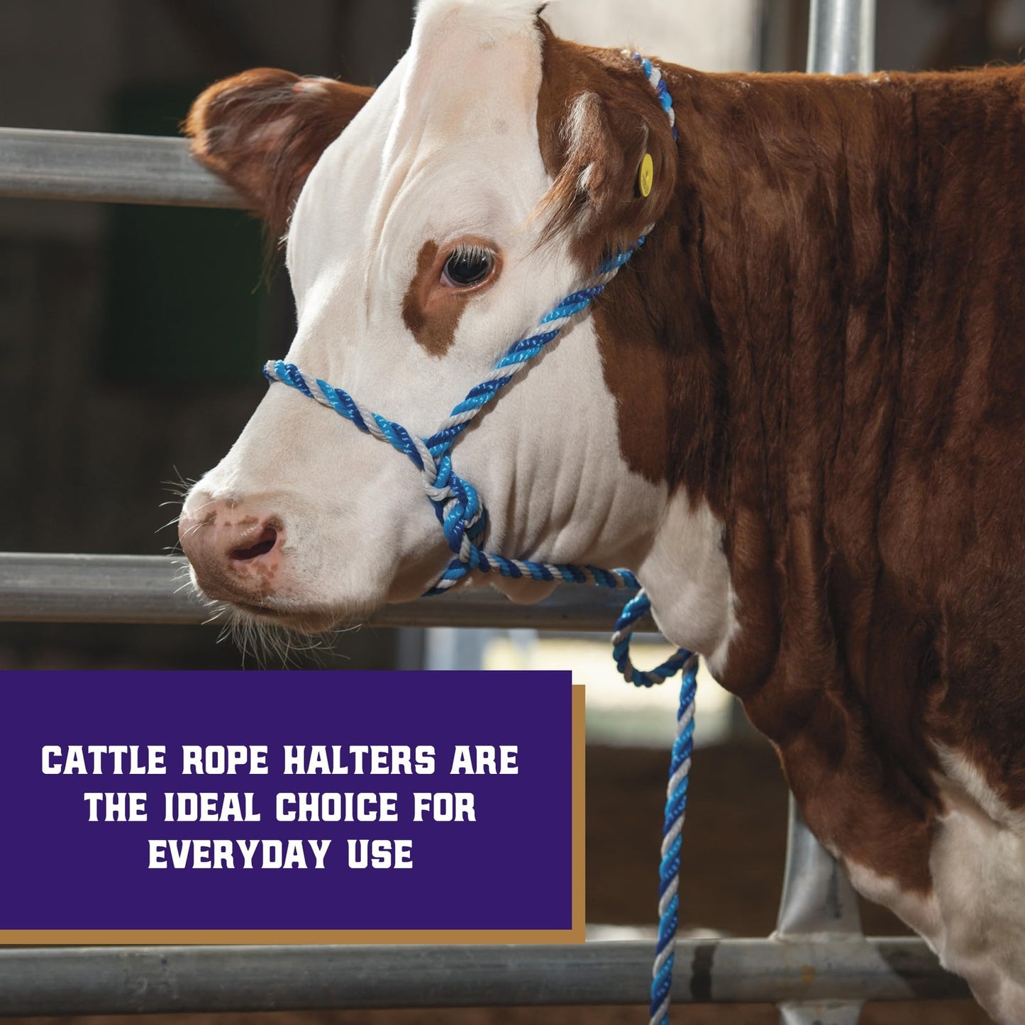 Weaver Leather Livestock Cattle Rope Halter, Purple/Black/T