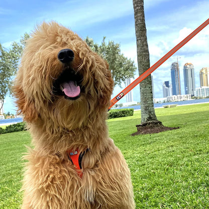 Pet Leash Puppy Leash Reflective Dog Leash | Comfortable Handle a Heavy Duty with Highly Visibility Threads | Reflective Dog Training Leash - 6 Foot Orange Dog Leash