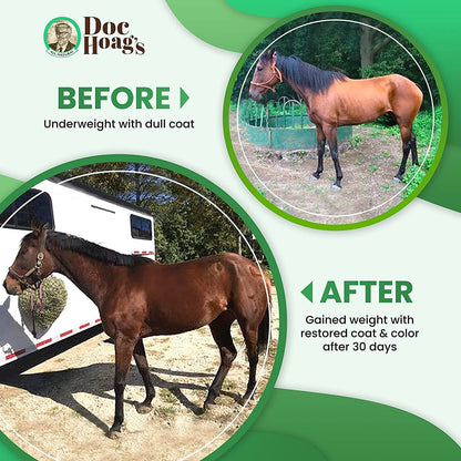 Aloe-Agave Supplement for Horses and Other Large Animals by