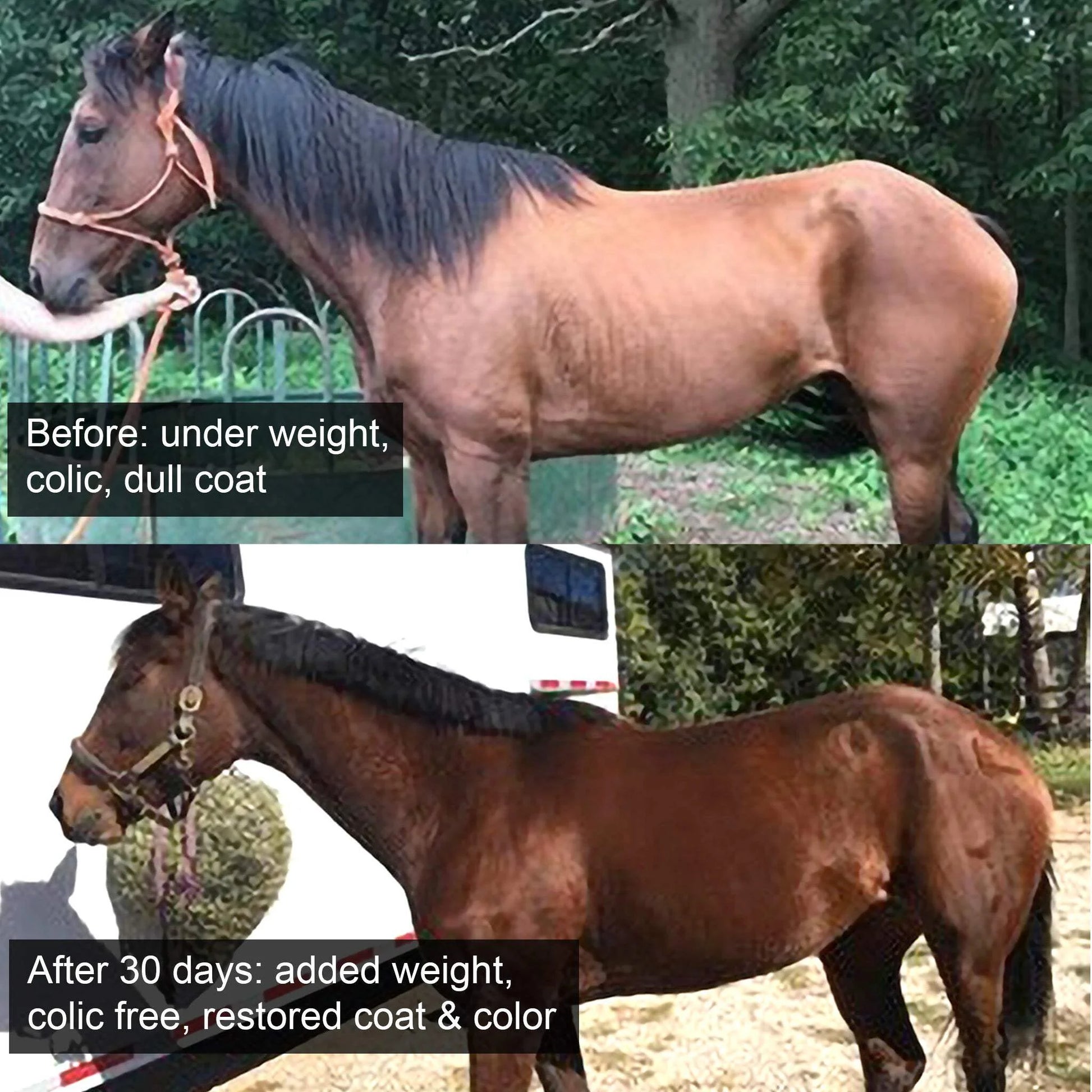 Aloe-Agave Supplement for Horses and Other Large Animals by