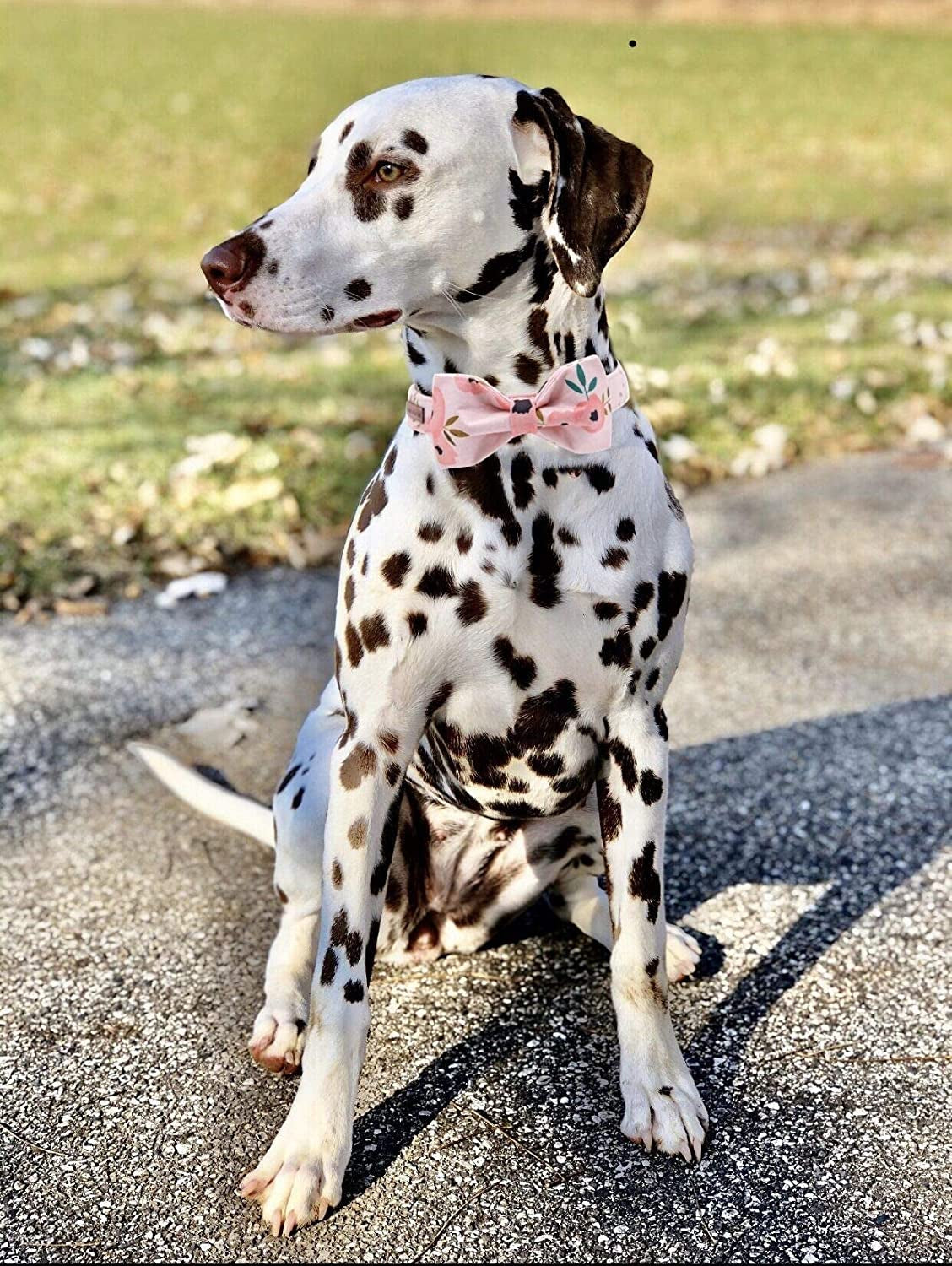 Dog Collar with Bow, Comfotable Dog Bowtie, Bowtie Dog Collar Adjustable Dog Collars for Small Medium Large Dogs and Cats