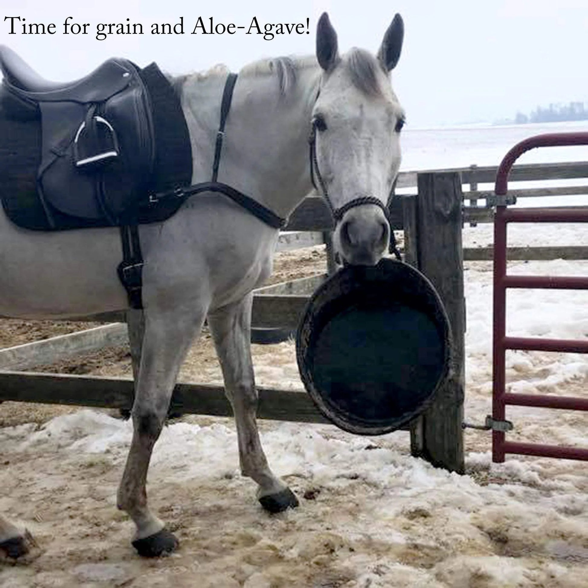 Aloe-Agave Supplement for Horses and Other Large Animals by